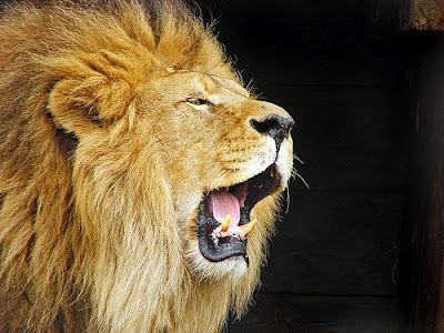Lion tambako the jaguar